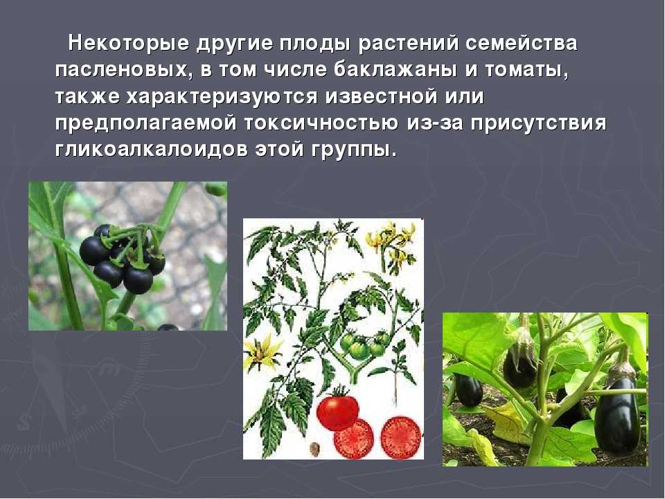 Баклажан является овощем или ягодой