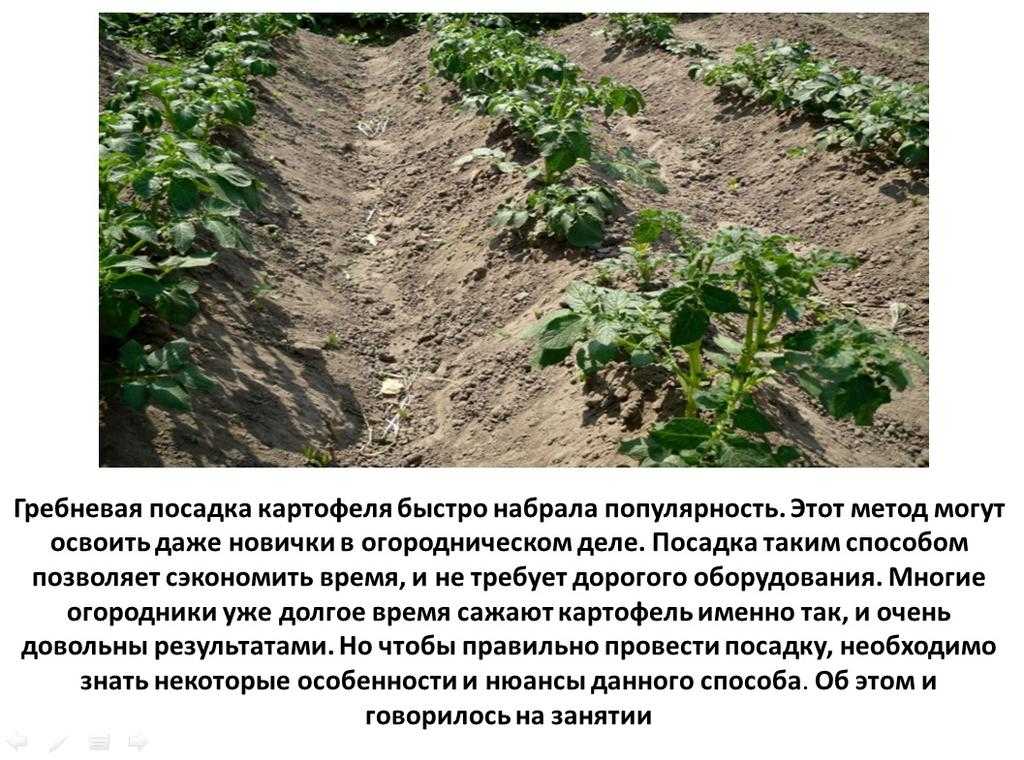 Посадка гребнем. Гребневая технология возделывания картофеля. Голландская методика выращивания картофеля. Гребневая посадка картофеля. Технология посадки картошки.
