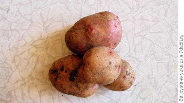Что делать, чтобы был урожай, если не цветет картофель — мой садочек
