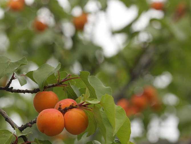 Обзор популярных сортов абрикоса