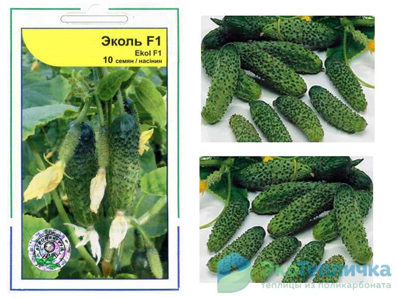 Огурец эколь f1: описание сорта, фото, отзывы и урожайность