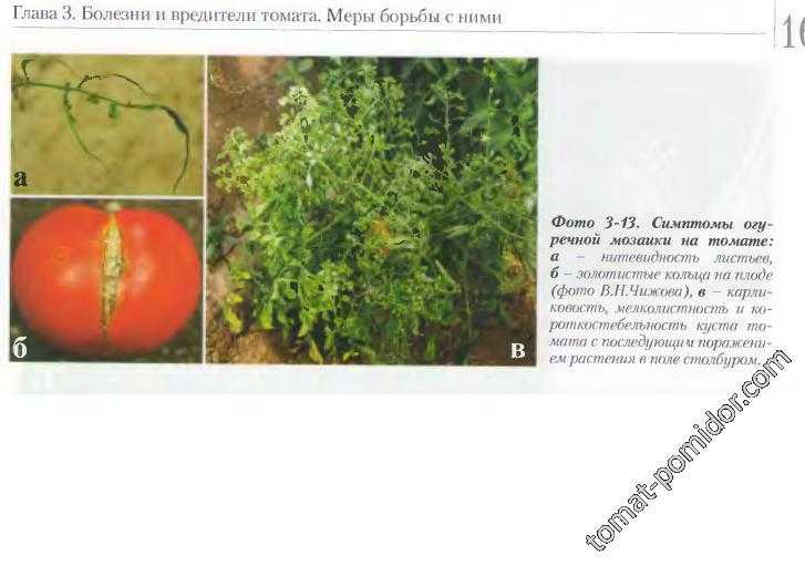 Желтые пятна на листьях помидоров в теплице: причины возникновения, методы лечения и профилактические меры