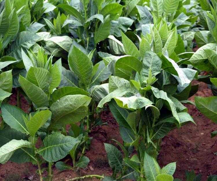 Особенности выращивания табака