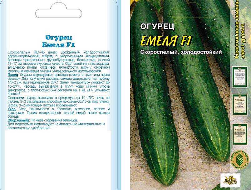 Сорт огурцов емеля f1: описание, выращивание и уход