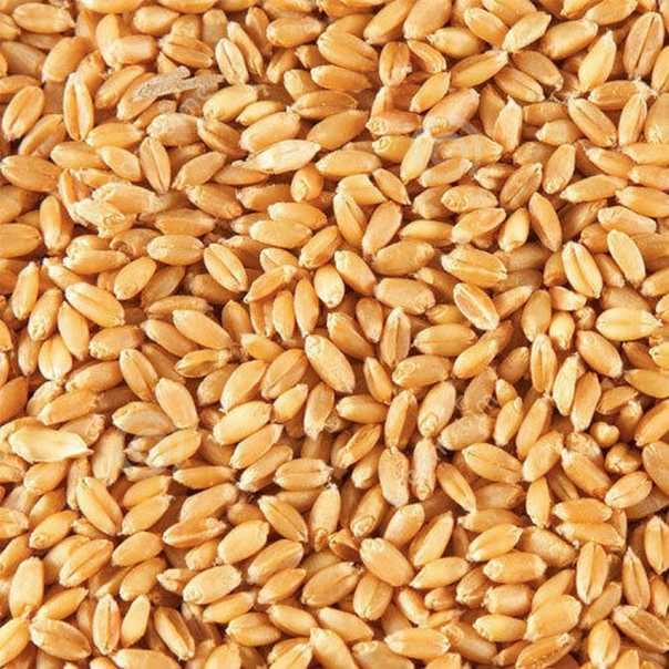 Мягкие сорта яровой пшеницы, пшеница мягкая — пропозиция