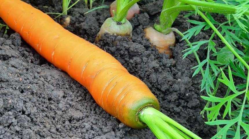 Можно ли есть горькую морковь