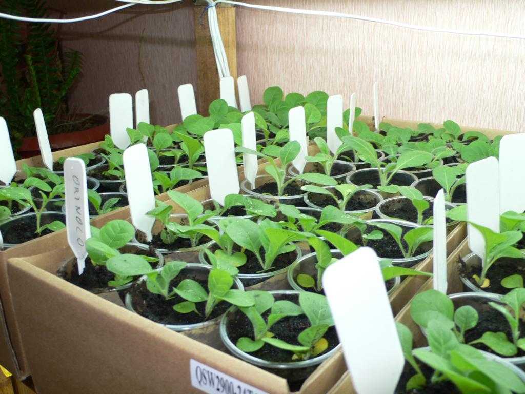 Табак вирджиния 202: выращивание в домашних условиях