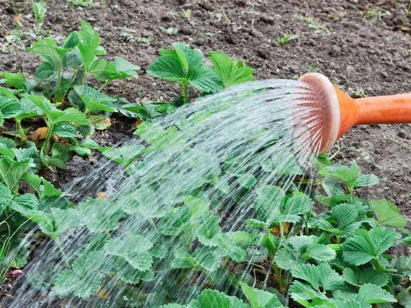 Как поливать арбузы в открытом грунте: как часто, нужно ли поливать, технология полива