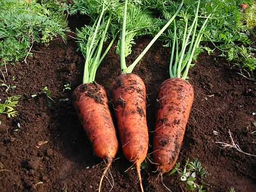 Позднеспелая и высокоурожайная морковь «император»: описание сорта