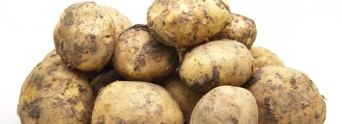 Почему трескается картофель в земле. возможные причины.
