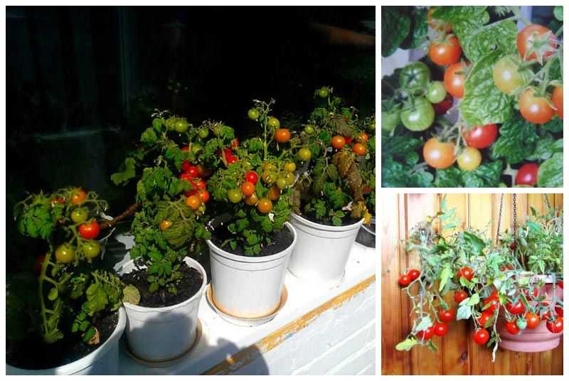 Как пасынковать томаты черри: нужно ли формировать кусты в теплице и открытом грунте, пошаговая схема как правильно это сделать