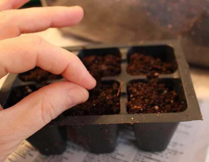 Как вырастить базилик из семян?