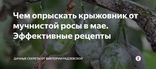 Спасаем крыжовник от американской мучнистой росы / асиенда.ру