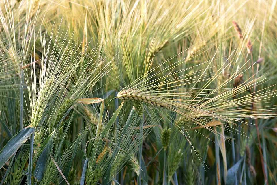 Описание и характеристики 10 лучших сортов озимой пшеницы, плюсы и минусы