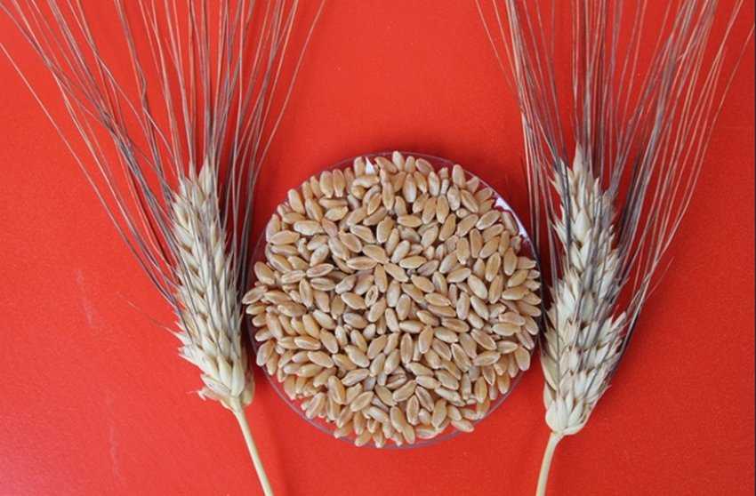 Что такое твёрдые сорта пшеницы, что значит пшеничная мука дурум, чем полезна и где выращивают