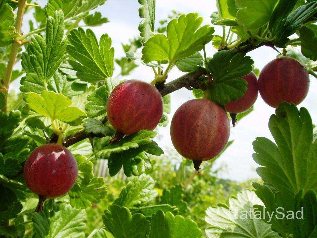 Крыжовник краснославянский – сладкие ягоды без особых хлопот