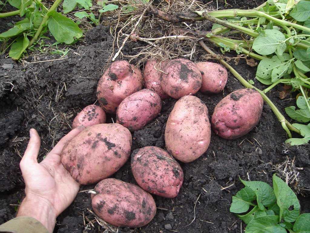 Картофель американка: подробное описание сорта, фото внешнего вида картошки, особенности её выращивания