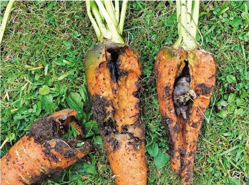 Вредители моркови и борьба с ними: морковная листоблошка, муха, грызуны и другие