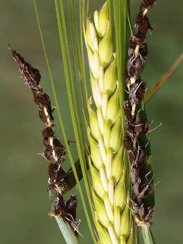 Головня пыльная пшеницы и ржи