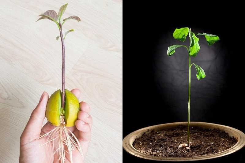 Выращивание авокадо в открытом грунте в россии