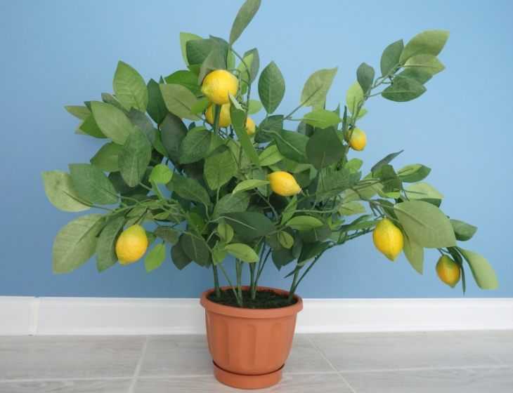 Базилик лимонный — выращивание и уход