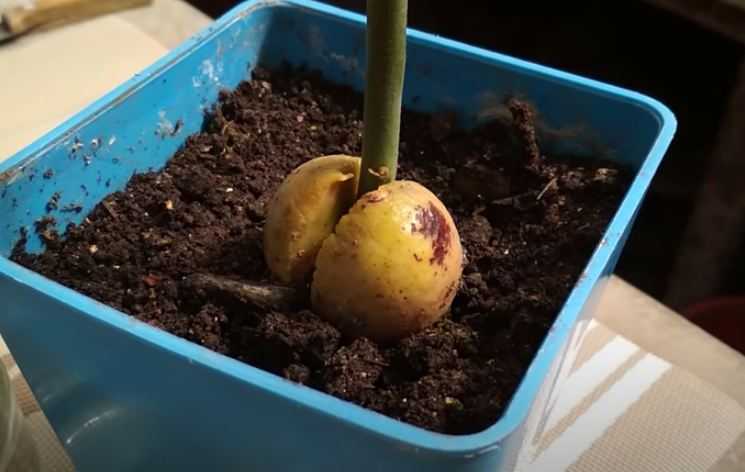 Выращивание папайи в домашних условиях, выбор сорта