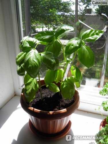 Базилик на подоконнике: можно ли посадить пряность в квартире на окне, а также пошаговая инструкция, как вырастить зелень в домашних условиях, в том числе из семян русский фермер
