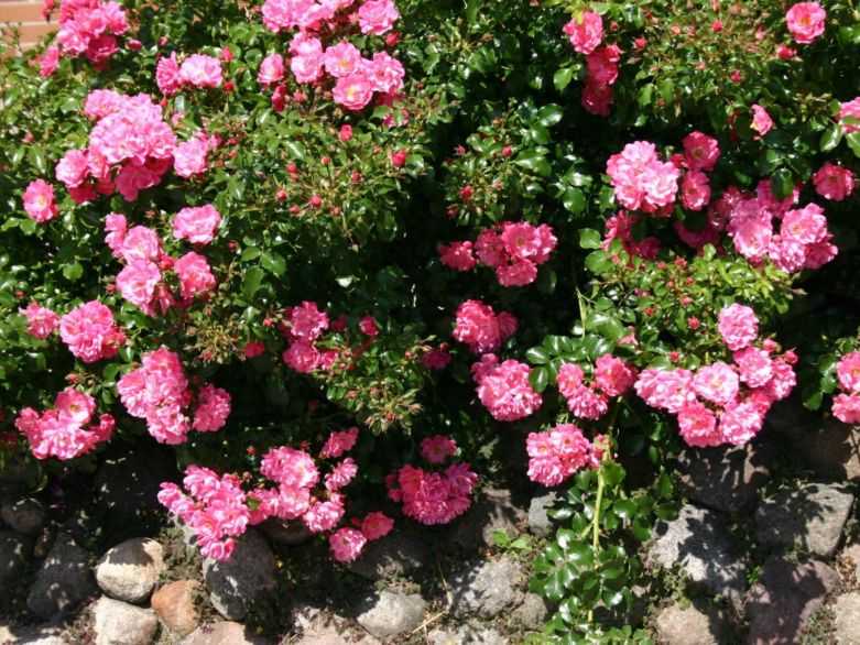 Роза плетистая: посадка и уход. сорта, цветущие все лето.