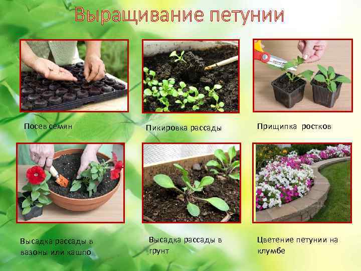 Удобрения для болгарского перца: чем подкормить в открытом грунте для роста и толщины