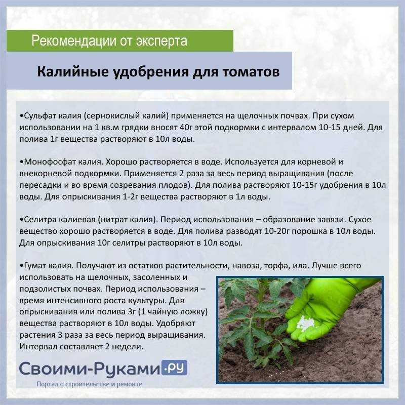 Фитофтороз томатов: меры борьбы, профилактика. советы от агронома