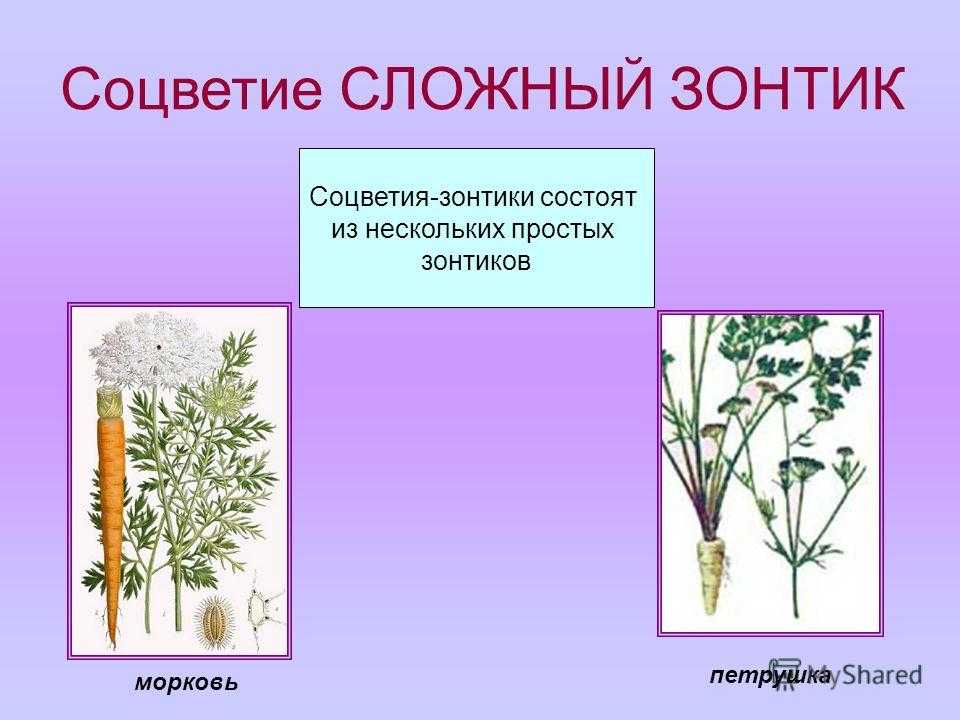 Соцветие ️ что это такое, виды и классификация, характеристика, схема, биологическое значение, примеры растений, таблица