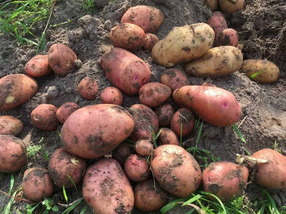 Картофель не цветет: причины, будет ли урожай