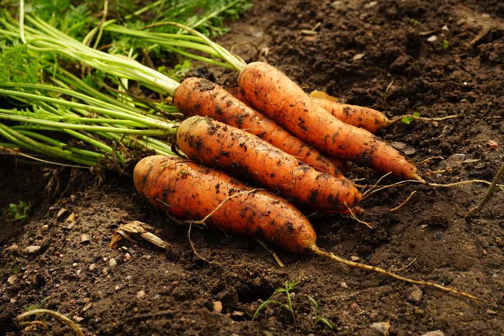 Плохо растет морковь: топ 6 причин и что делать
