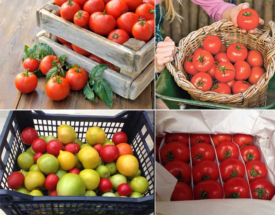 Как хранить помидоры: подготовка, подходящие сорта, как и сколько, правильные условия, в квартире, доме, на зиму в банке, свежими надолго