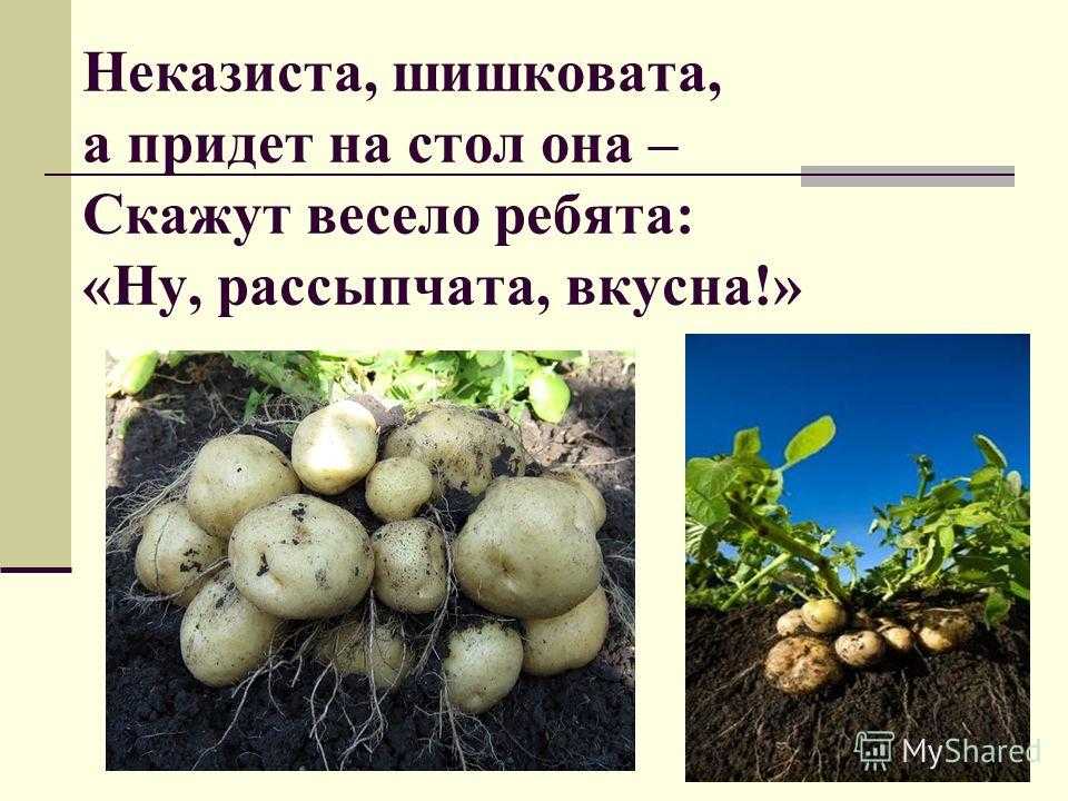 Почему картофель разваривается? названа главная ошибка хозяек: tut-news.ru