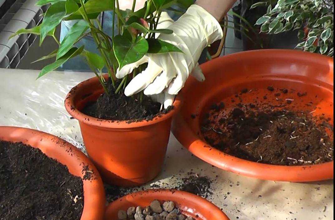 Гранат из косточки в домашних условиях: выращивание и уход