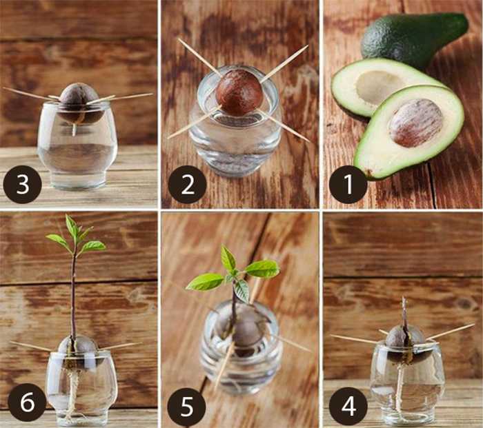 Секреты выращивания косточки авокадо в домашних условиях