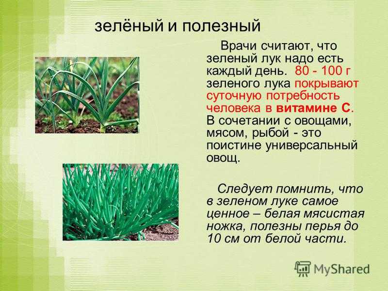 Зеленый лук польза и вред для здоровья: чем полезен овощ для организма мужчин, женщин и детей, как его применяют, отзывы