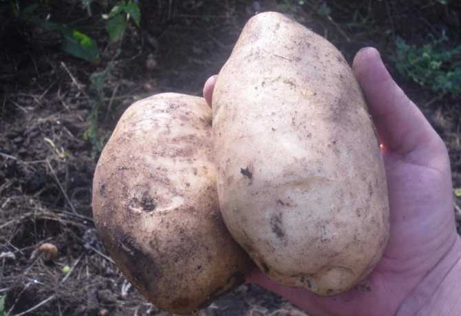Сорт картофеля белый лебедь характеристика отзывы