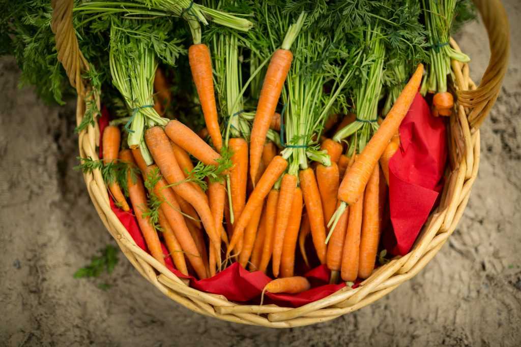 Применение морковной ботвы при геморрое, лечебные свойства, эффективные рецепты - medboli.ru