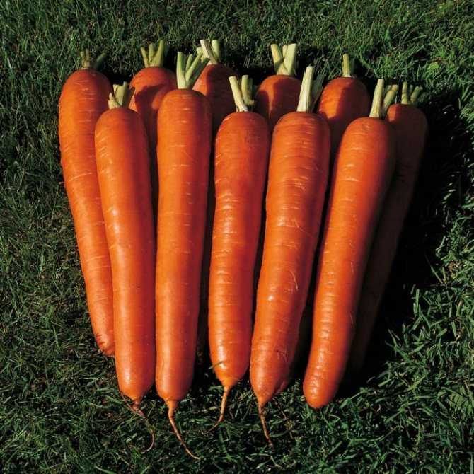 Лучшие сорта моркови для подмосковья
