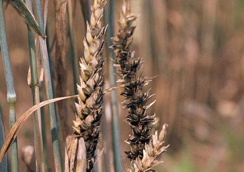 Головня твердая пшеницы