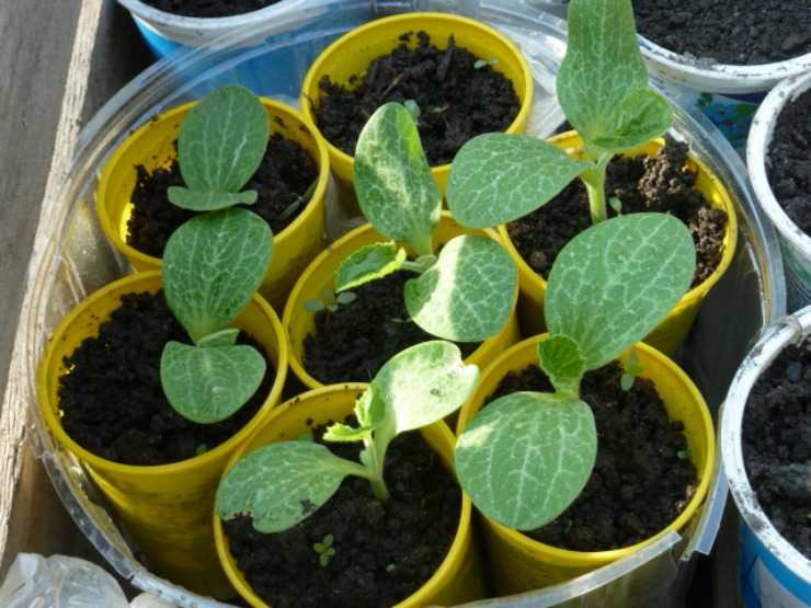 Как правильно посадить на рассаду кабачки: выращивание и уход, когда сеять, чем подкормить
