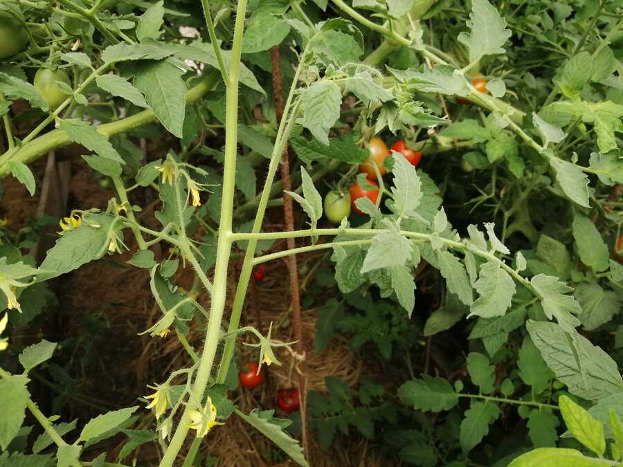 Рассада помидор плохо растет, вытягивается, желтеет — что делать? 10 полезных советов