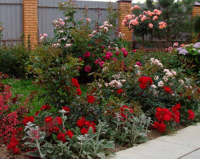 Уход за розами летом в саду. подкормка, размножение, обрезка