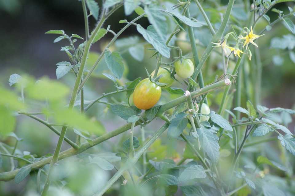 Чем поливать помидоры, чтобы быстрее росли и давали урожай