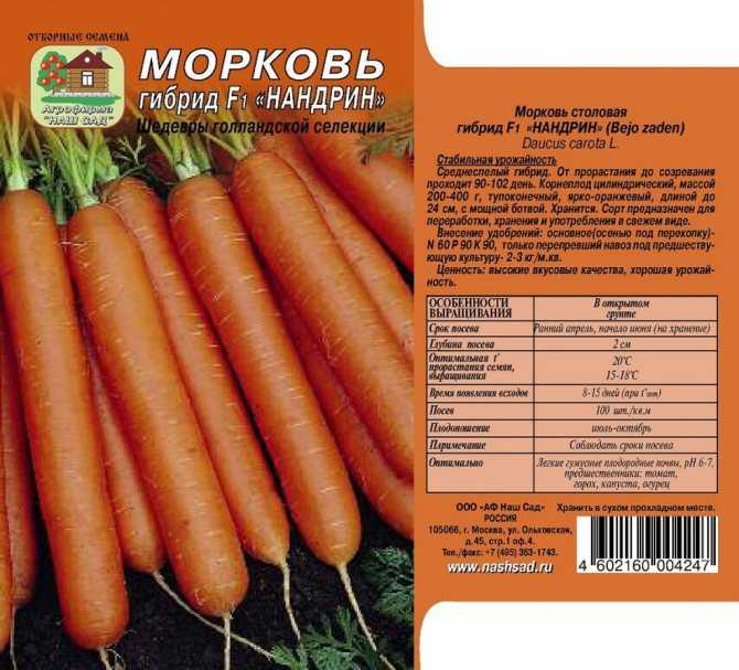 Морковь королева осени: характеристика и описание сорта, выращивание и уход, фото