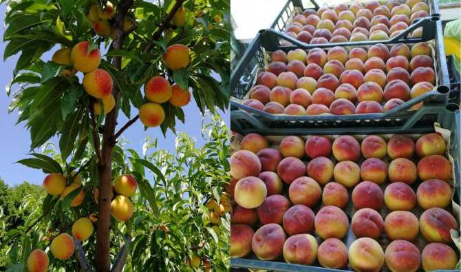 Как поливать плодовые деревья правильно - нормы и способы полива