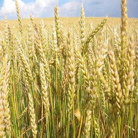 Лучший сорт пшеницы - огород и сбор