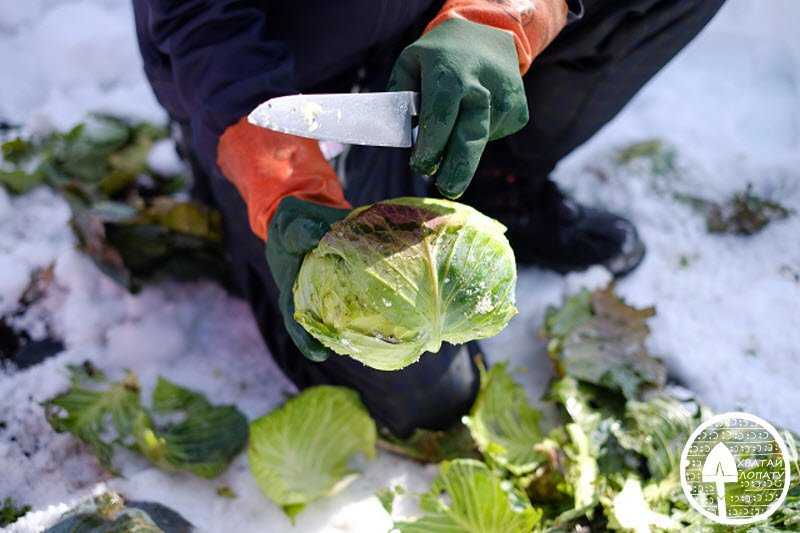 Когда убирать капусту на хранение на зиму: как правильно и при какой температуре нужно и можно собирать урожай с грядки на огороде?